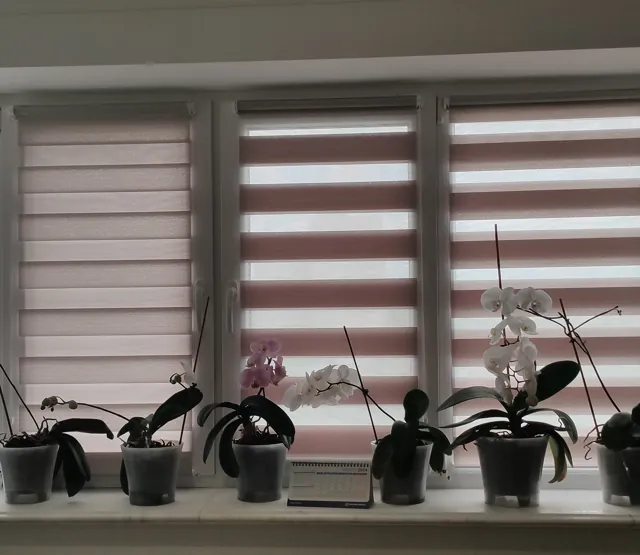 Jaluzele Zi-Noapte în nuanțe diferite, deasupra unor plante